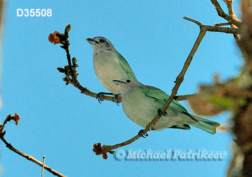 Sayaca Tanager (Thraupis sayaca)